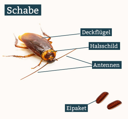 Schabe Körperaufbau