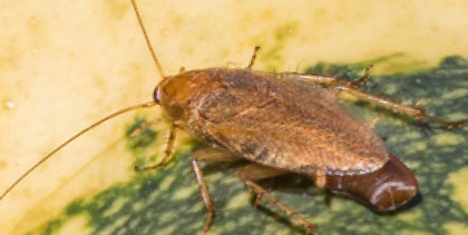 Insekten schabenähnliche GroÃŸer schwarzer